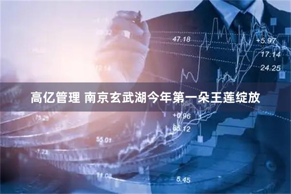 高亿管理 南京玄武湖今年第一朵王莲绽放
